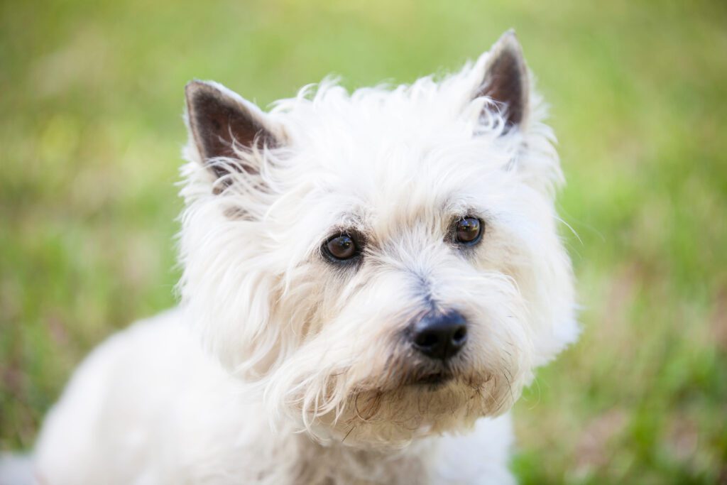 How To Adopt a Cairn Terrier in South Carolina