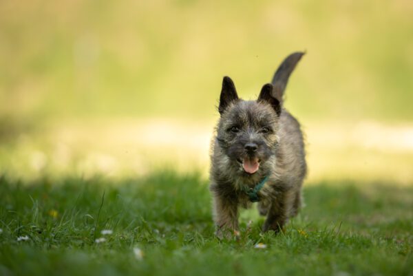 Cairn Terrier Puppy Running Through Grassy Field Outdoors