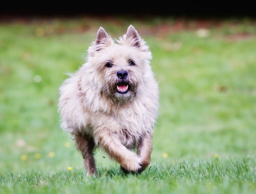 How to Adopt a Cairn Terrier