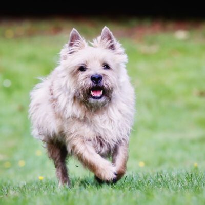 Cairn Terrier