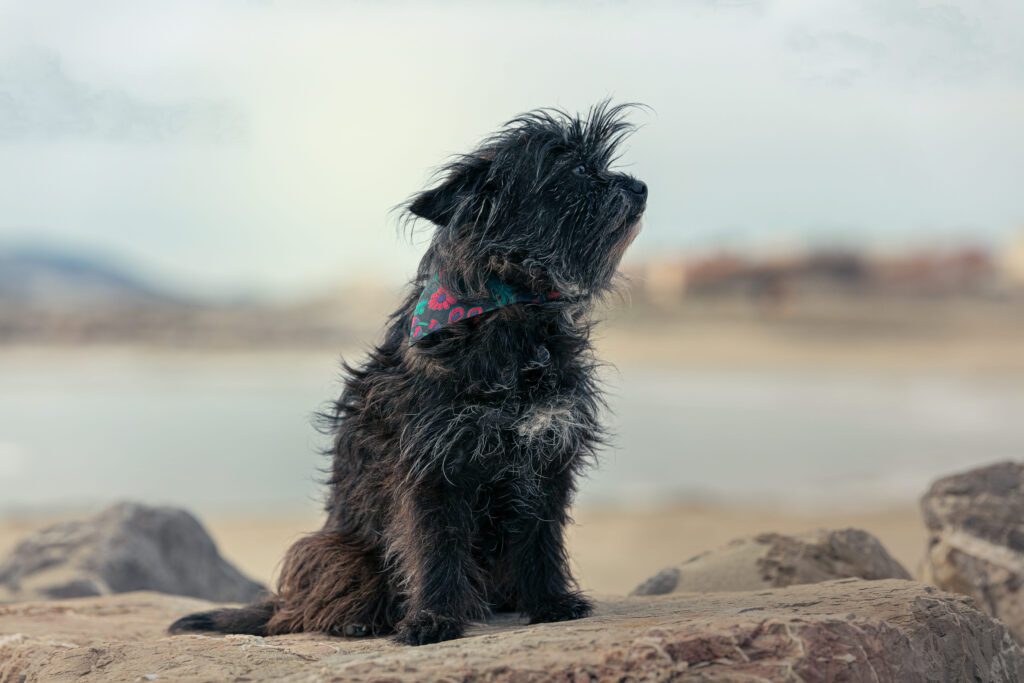 Cairn Terrier Sitting Beside Lake Looking Upward