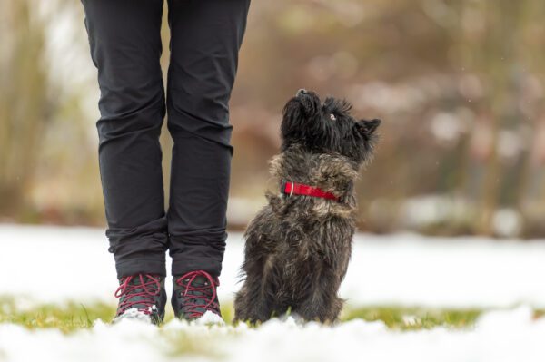 Cairn Terrier Sitting Beside Owner Outdoors Looking Up