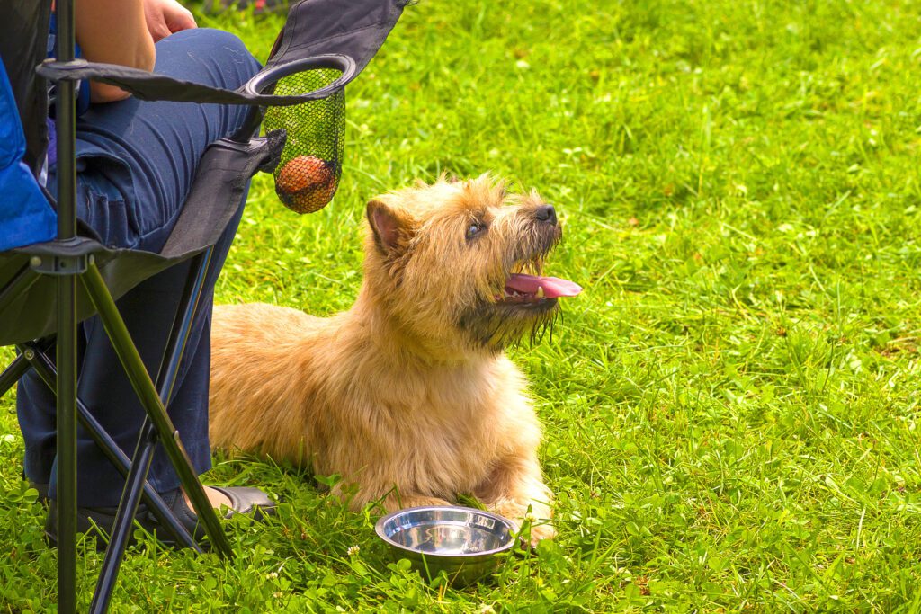 Cairn Terrier Sitting On Grass Near Owner S Chair