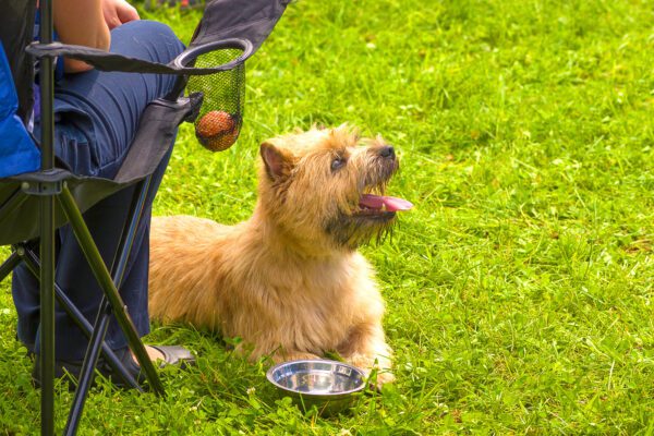 Cairn Terrier Sitting On Grass Near Owner S Chair