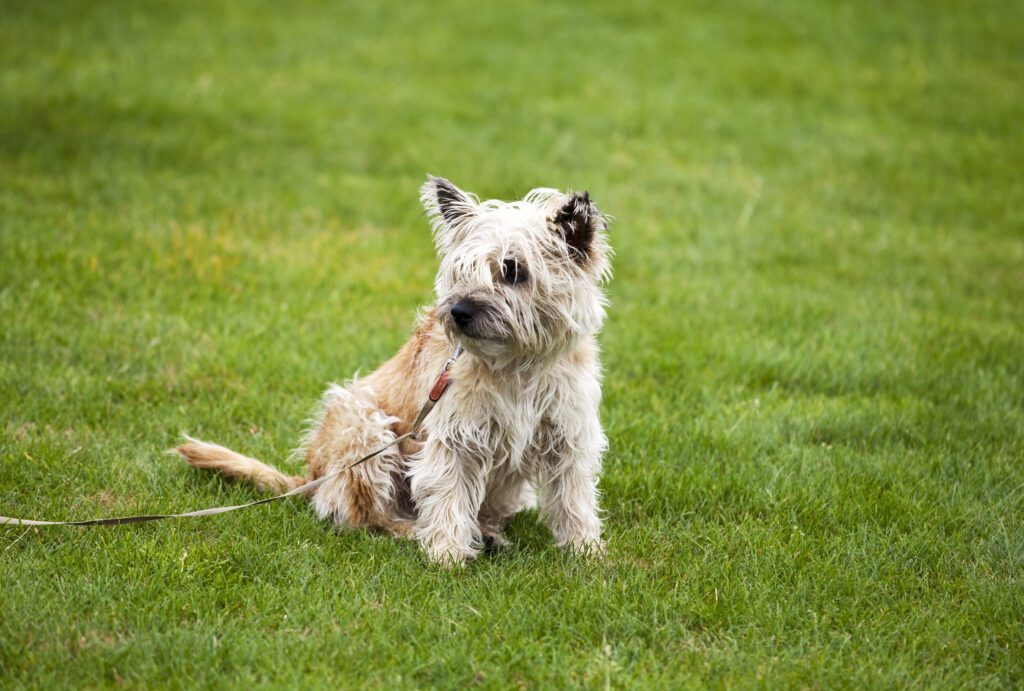 Cairn Terrier Sitting On Green Grass Outdoors