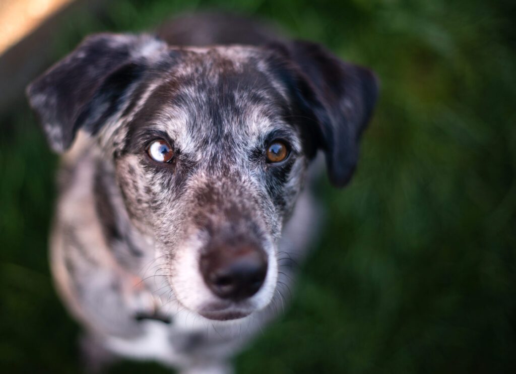 Catahoula Leopard Dog Close Up Portrait With Spotted Coat