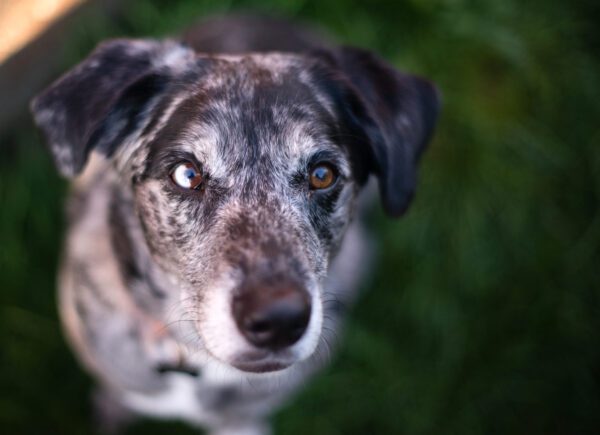 Catahoula Leopard Dog Close Up Portrait With Spotted Coat