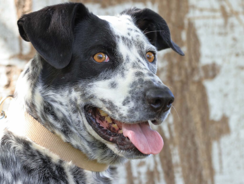 How to Adopt a Catahoula Leopard Dog