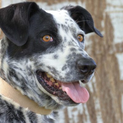 Catahoula Leopard Dog