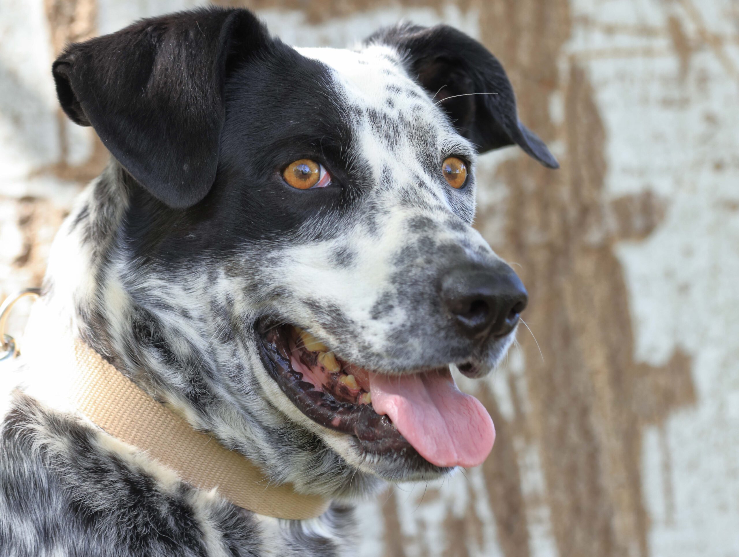 Catahoula Leopard Dog Adoption Guide