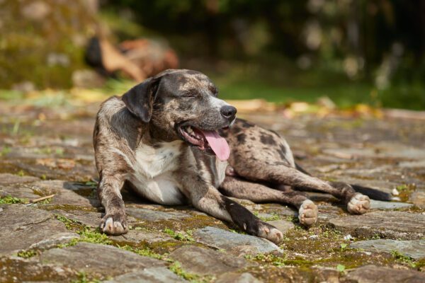 Catahoula Leopard Dog Lying On Ground Outdoors