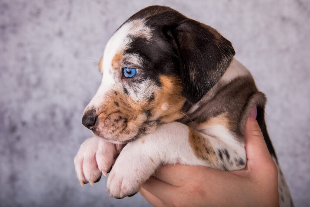 Catahoula Leopard Dog Puppy Being Held By Owner