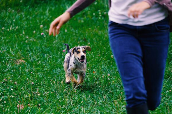 Catahoula Leopard Dog Puppy Running Beside Owner Outdoors