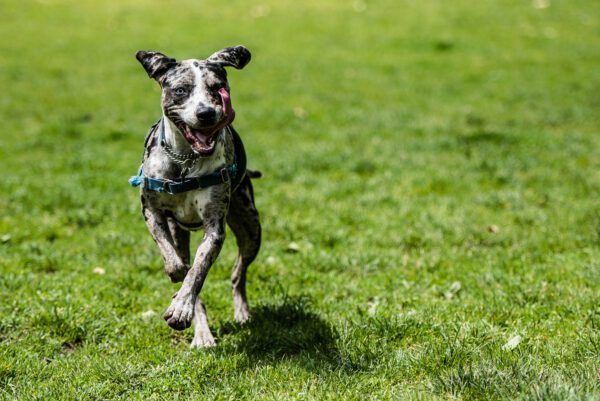 Catahoula Leopard Dog Running Across Grassy Field