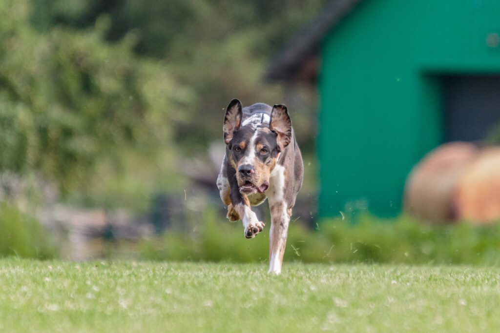 Catahoula Leopard Dog Running Fast Across Grass