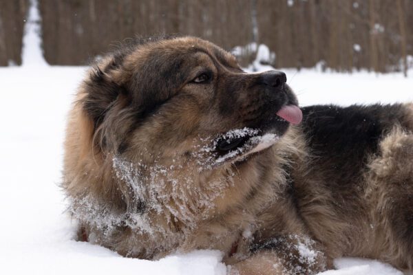 Caucasian Shepherd Dog Lying In Snowy Forest