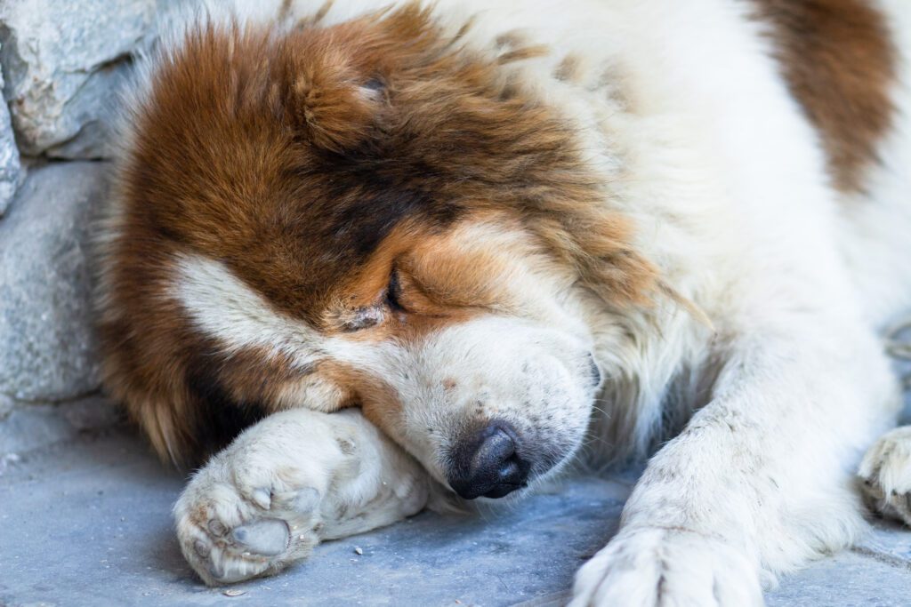 Caucasian Shepherd Dog Sleeping With Head On Paws