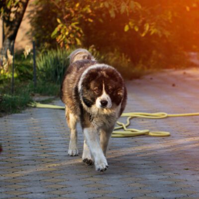Caucasian Shepherd