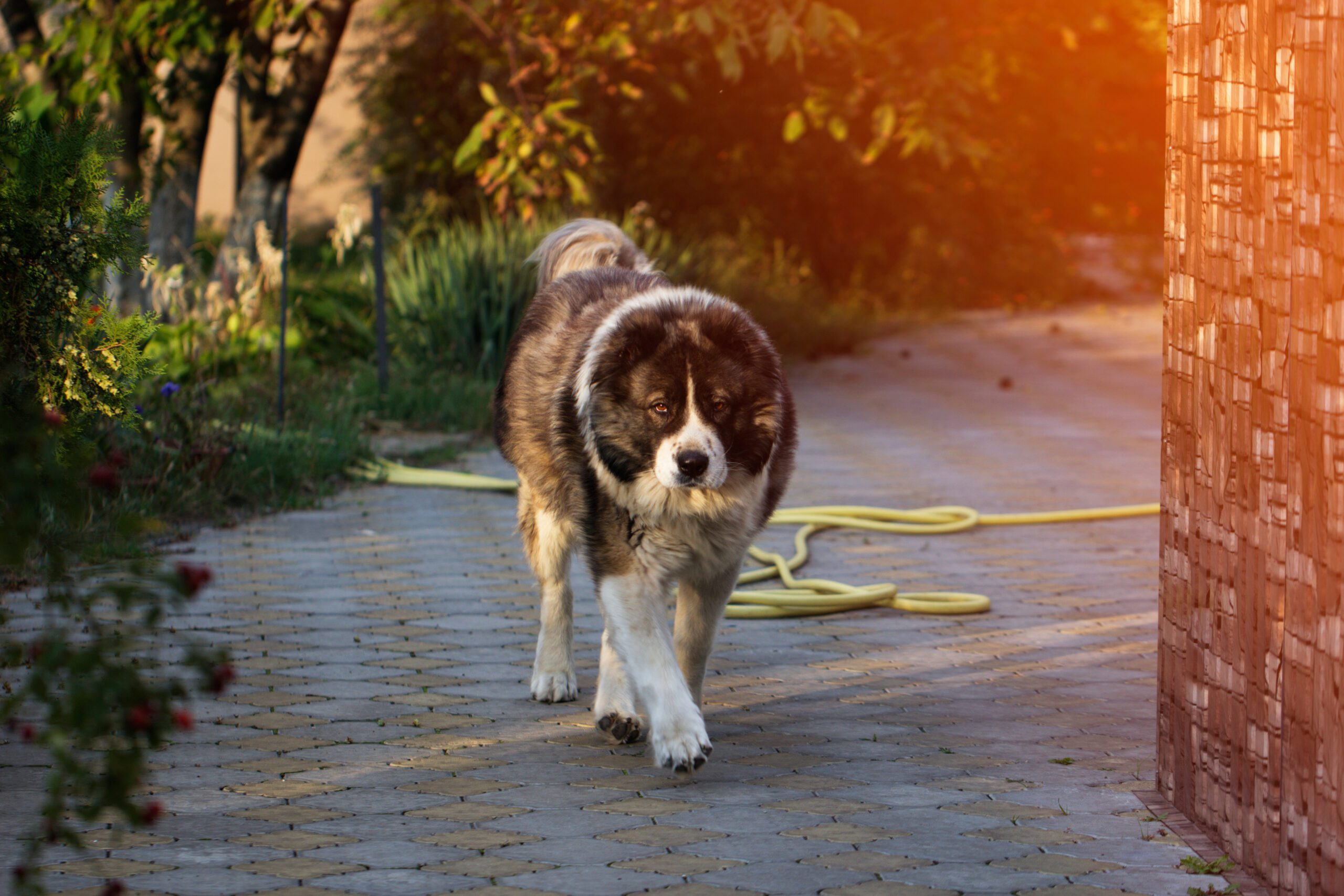 Caucasian Shepherd Adoption Guide