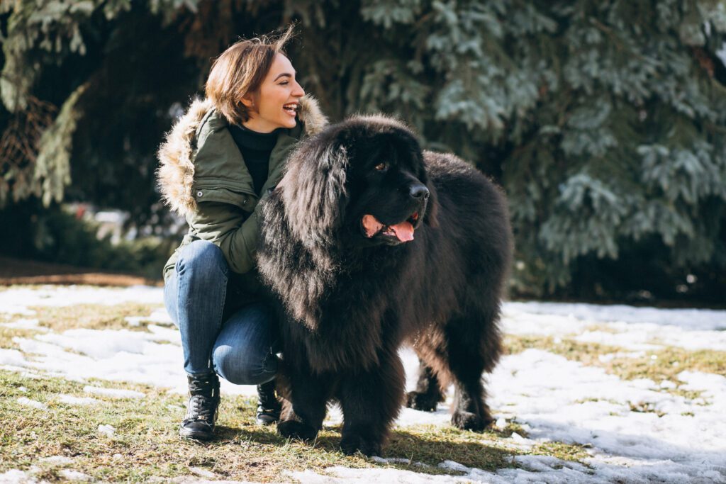 Caucasian Shepherd Dog With Female Owner In Winter