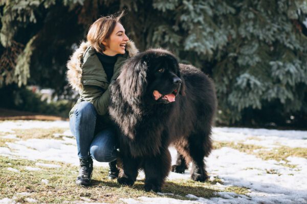 Caucasian Shepherd Dog With Female Owner In Winter