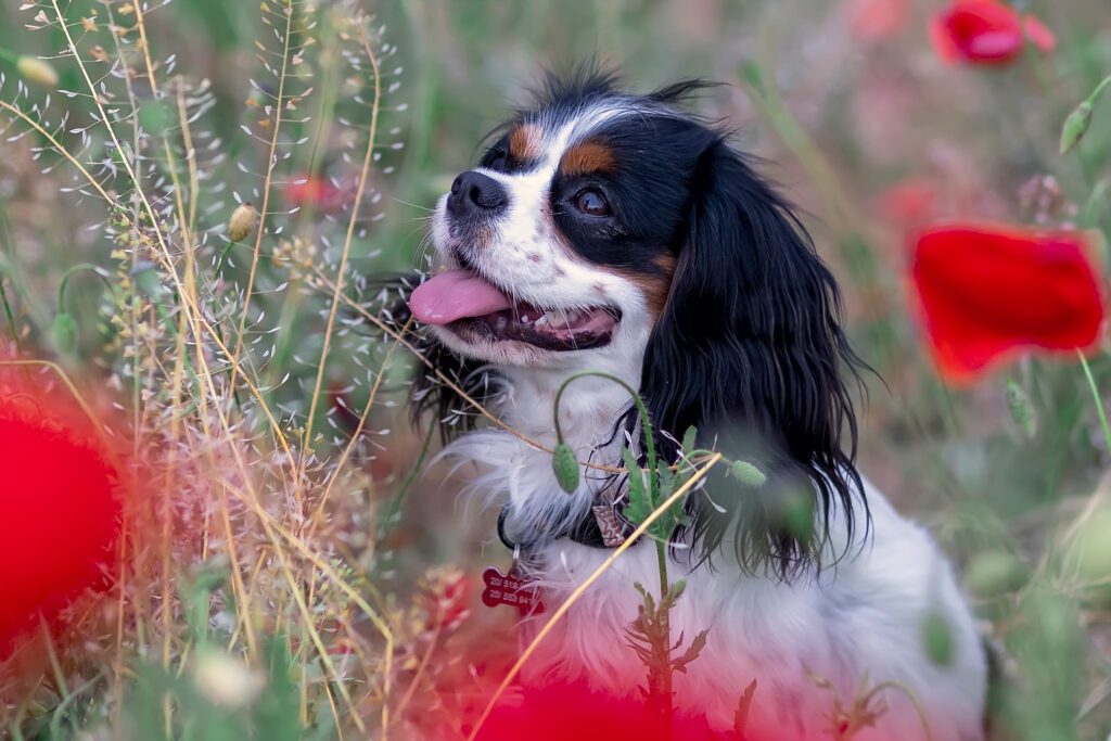 Cavalier King Charles Spaniel Black And White Portrait Sitting Among Wildflowers Outdoors