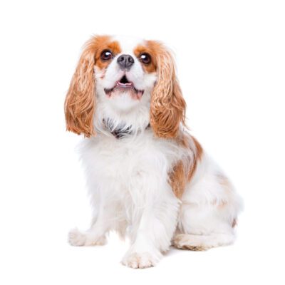 Cavalier King Charles Spaniel