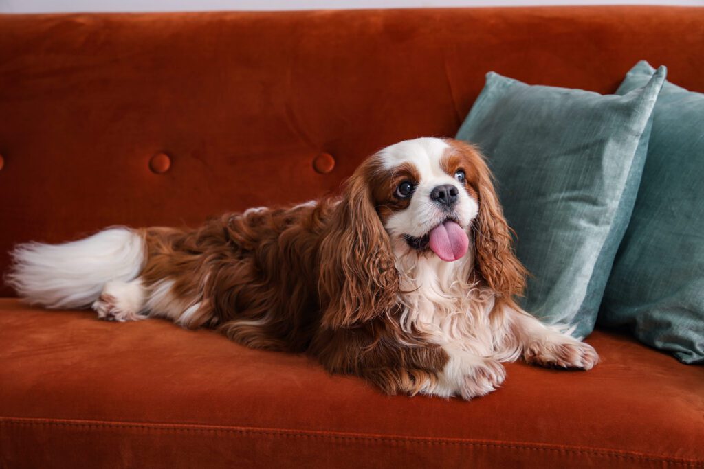 How To Adopt a Cavalier King Charles Spaniel in California