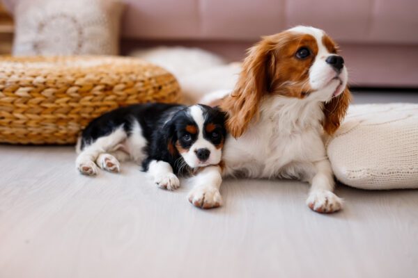 Cavalier King Charles Spaniel Mother Dog Resting Beside A Small Puppy On A Soft Couch Indoors