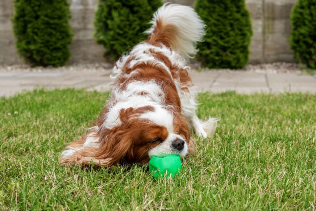 Cavalier King Charles Spaniel Playing With A Green Ball On Grass In A Backyard Garden