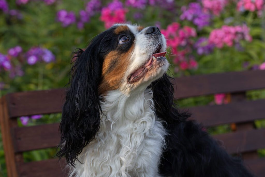 How to Adopt a Cavalier King Charles Spaniel