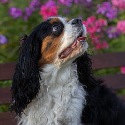 Cavalier King Charles Spaniel