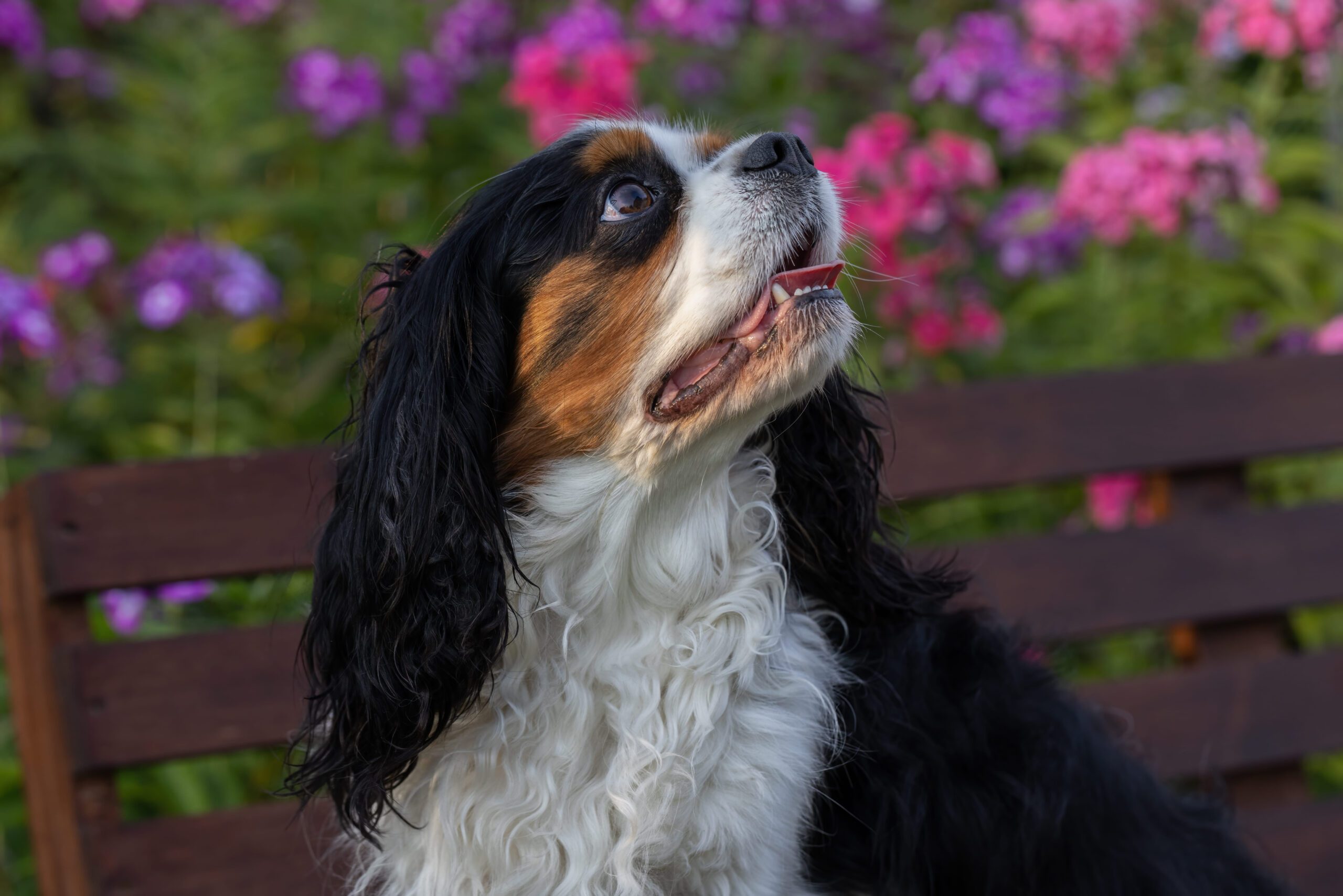 Cavalier King Charles Spaniel Adoption Guide