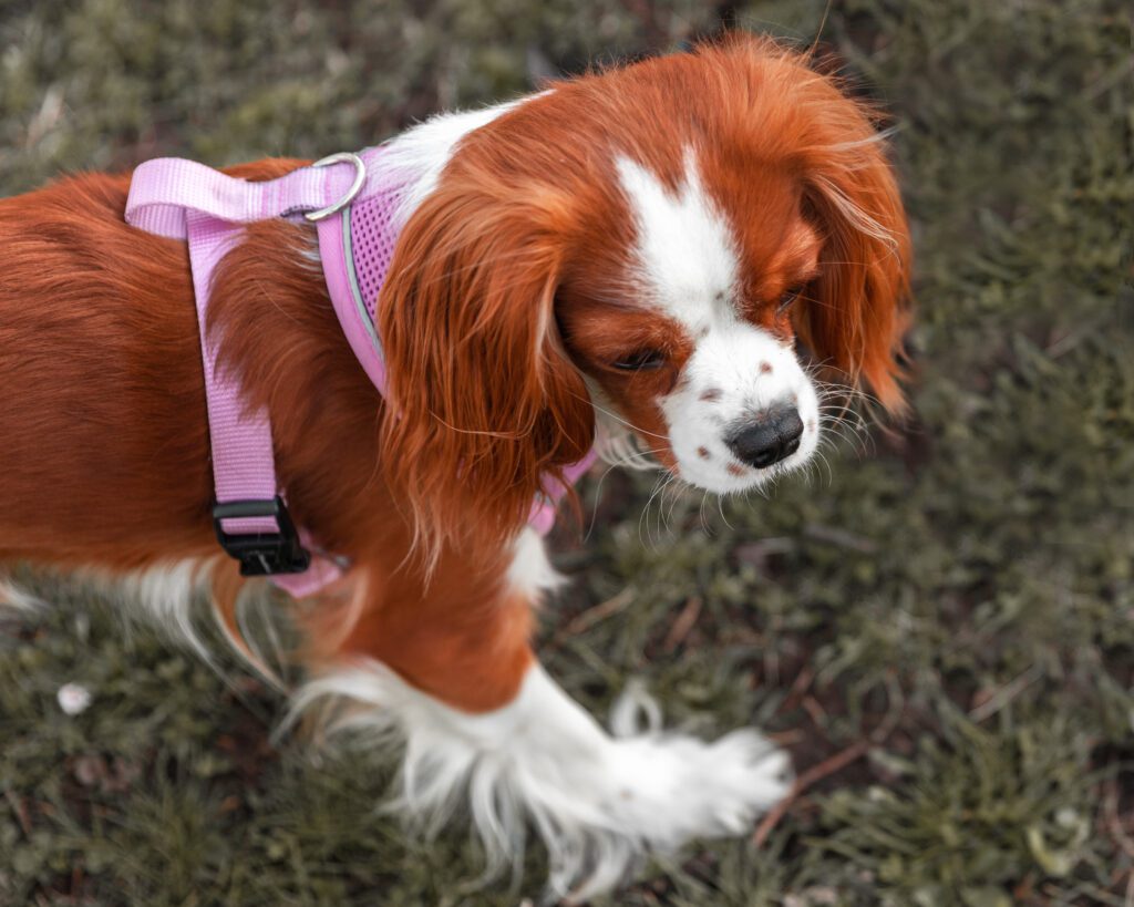 Cavalier King Charles Spaniel Wearing A Pink Harness Sniffing The Ground During A Walk Outdoors