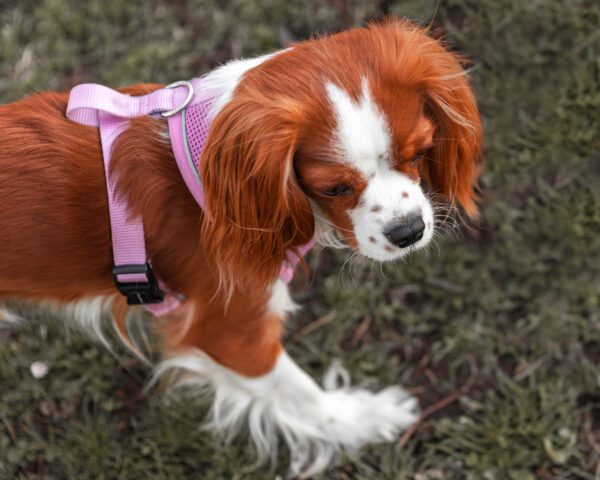 Cavalier King Charles Spaniel Wearing A Pink Harness Sniffing The Ground During A Walk Outdoors