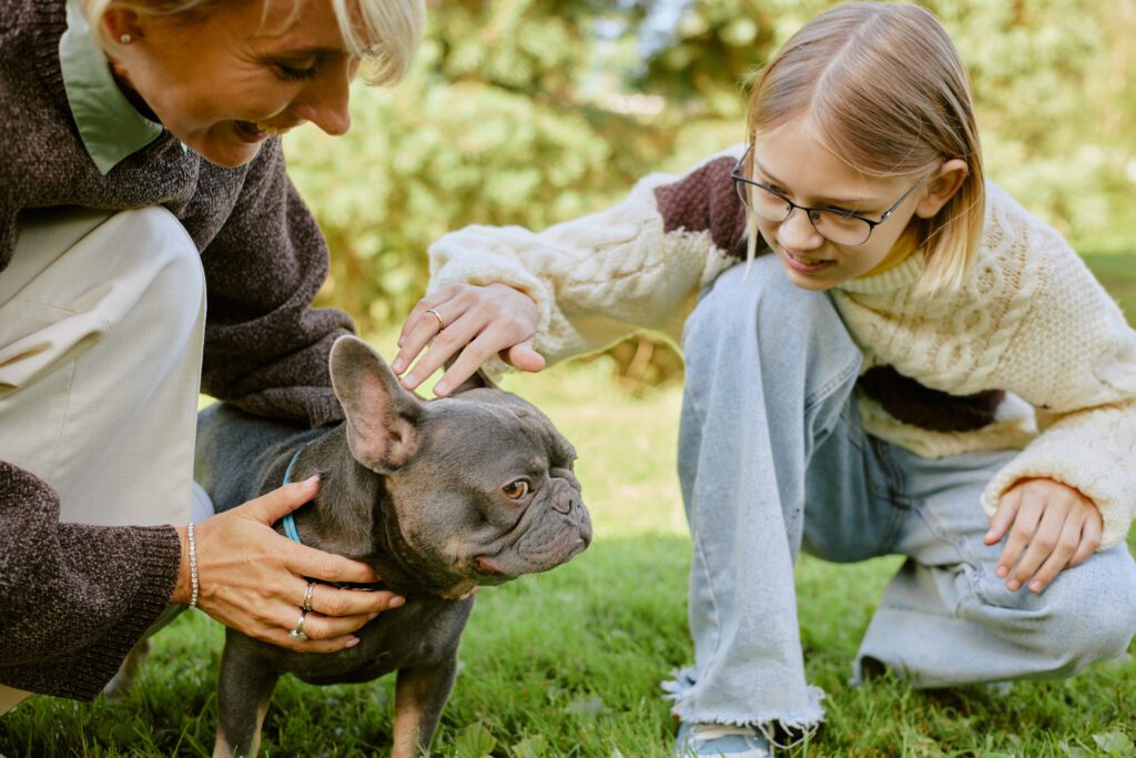 Child Petting Blue French Bulldog Outdoors
