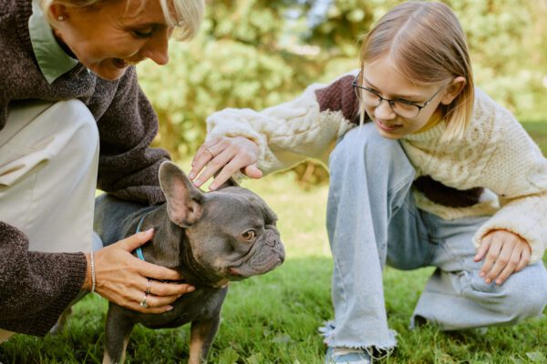Child Petting Blue French Bulldog Outdoors