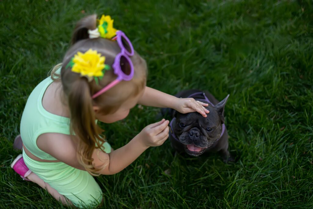 Child Playing Blue French Bulldog Outdoors