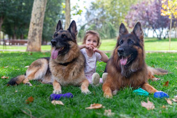 Child Sitting Beside Two Long Haired German Shepherds Outdoors