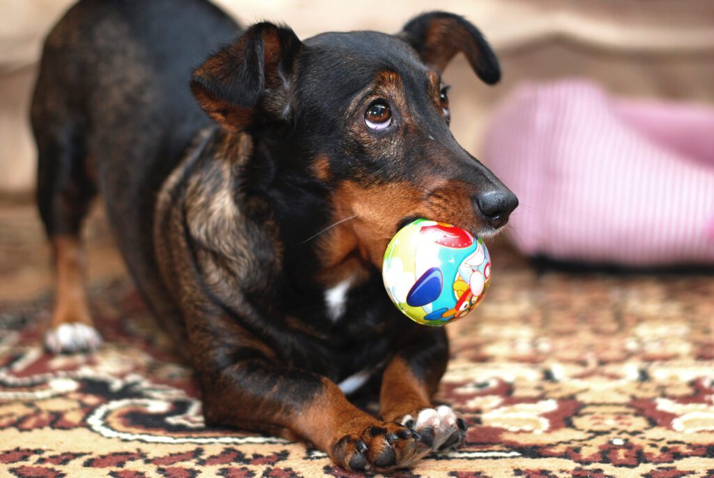 Chiweenie Close Up Holding A Colorful Toy Ball In Its Mouth