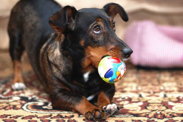 Chiweenie Close Up Holding A Colorful Toy Ball In Its Mouth