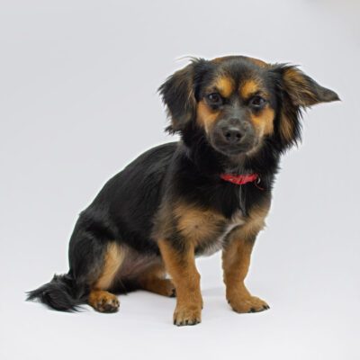 Chiweenie