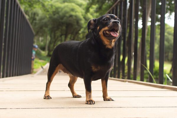 Chiweenie Standing On A Wooden Path Outdoors With Trees In The Background