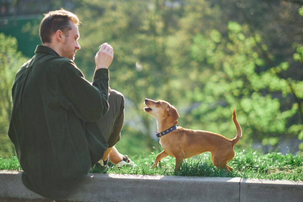 Chiweenie Standing On Hind Legs While Being Trained By Its Owner In A Grassy Park