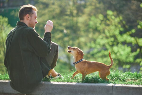 Chiweenie Standing On Hind Legs While Being Trained By Its Owner In A Grassy Park