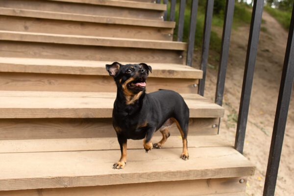 Chiweenie Standing On Wooden Stairs Outdoors Looking Alert