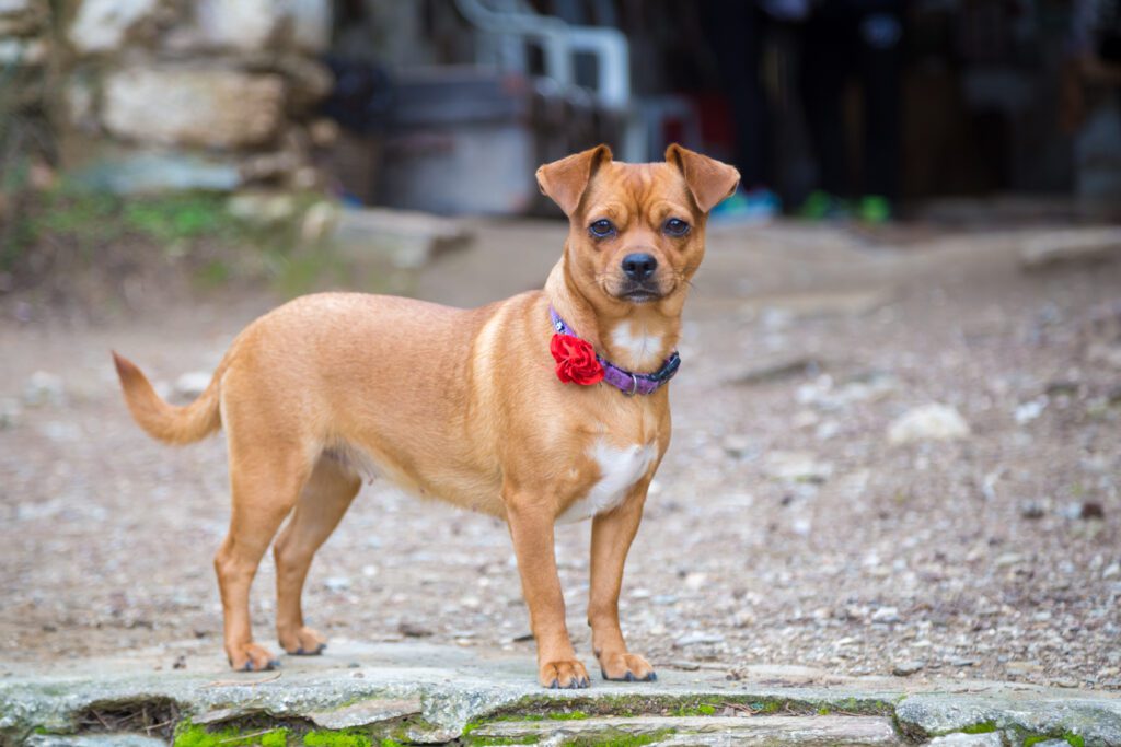 Chiweenie Standing Outdoors Wearing A Red Bow Tie Collar