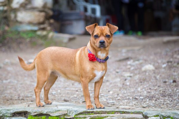 Chiweenie Standing Outdoors Wearing A Red Bow Tie Collar