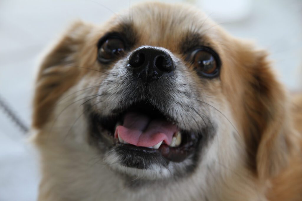 Chorkie Close Up Face Portrait With Tongue Slightly Out