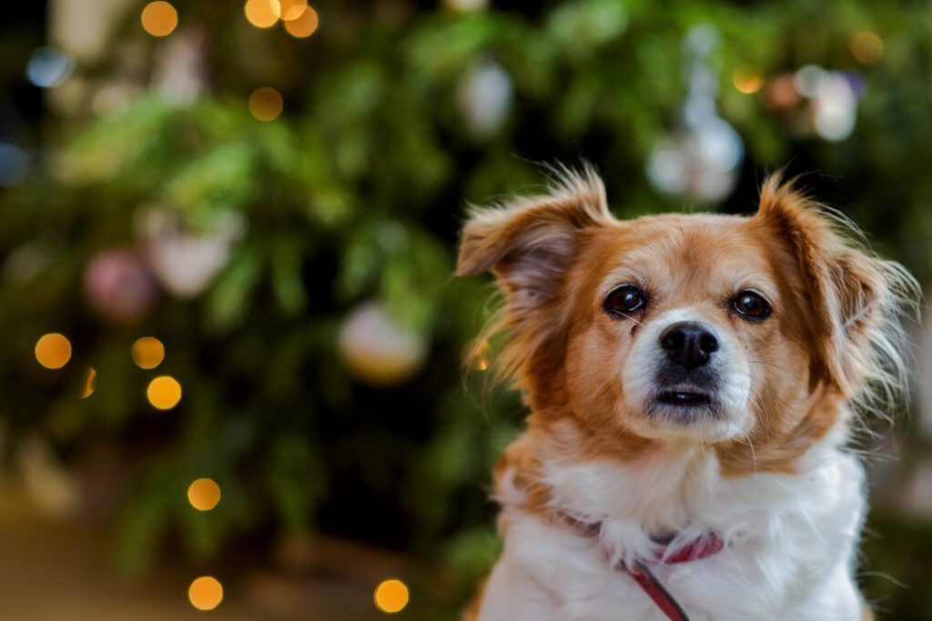 How to Adopt a Chorkie